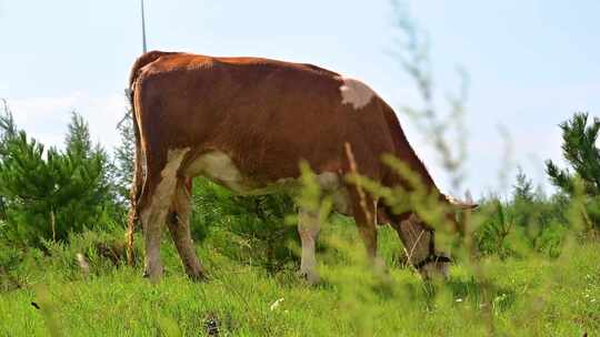 草原放牧奶牛生态农业风光农牧业奶源产地