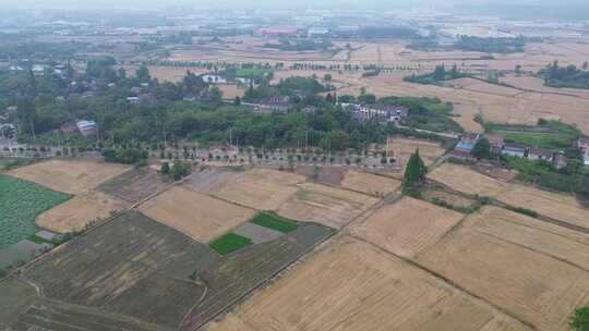 乡村振兴、土地小麦、成都平原