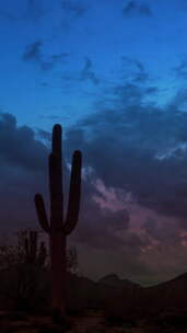 垂直视频Saguaro和Cholla Cacti彩色日出延时