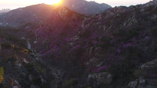 航拍大珠山杜鹃花开