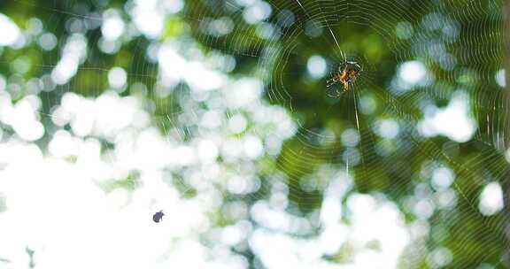 4K-蜘蛛网、蜘蛛捕食