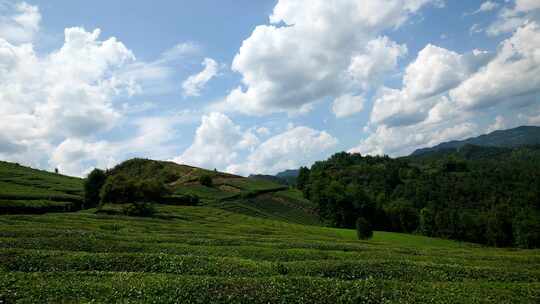 茶叶茶园绿茶茶山茶树茶文化干旱自然天气