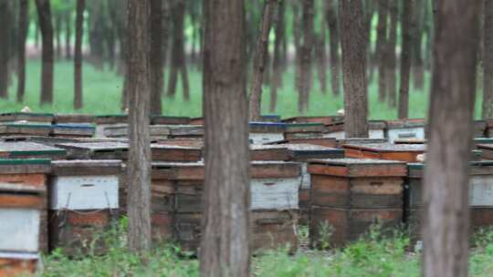 养蜂场蜜蜂蜂箱视频素材模板下载