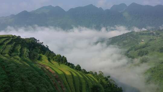 航拍贵州清晨梯田云雾