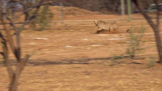 猎豹在奔跑的镜头