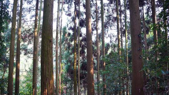 树木 森林 树木阳光