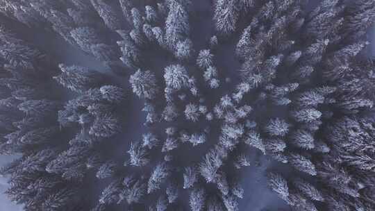 冬季森林雪松视频素材模板下载