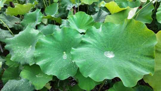 夏天下雨慢镜头荷叶滴水荷叶水滴