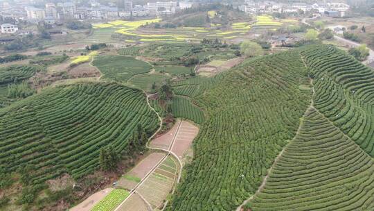 航拍绿色茶园种植基地