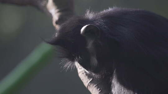 黑叶猴