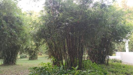 草坪上茂盛的竹子