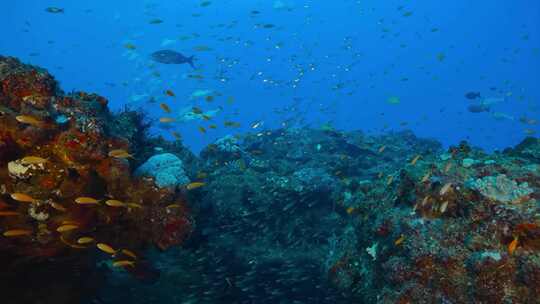 海底世界潜水礁石鱼群海南