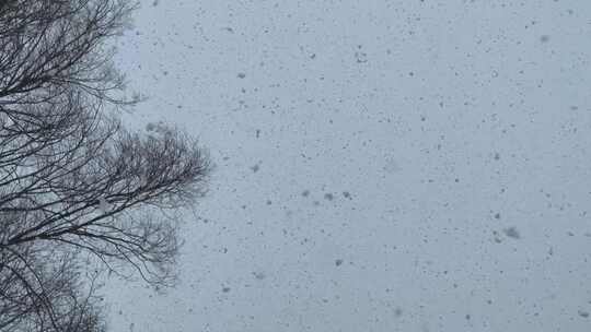 漫天鹅毛大雪 大雪 下雪 雪花飘落