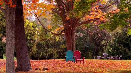 秋天落叶树下的椅子
