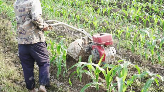农民用机械松土机在玉米地松土