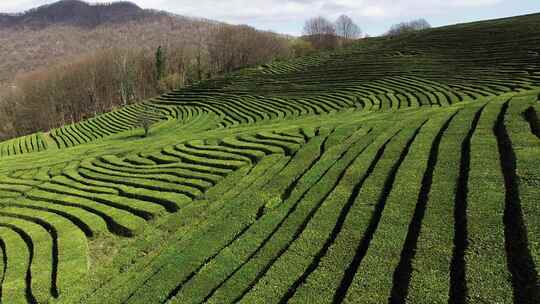 茶树种植园视频素材模板下载