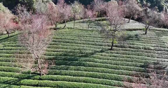 航拍云南无量山樱花谷二号景区