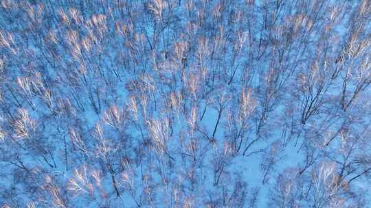 夕阳照耀的雪原白桦林