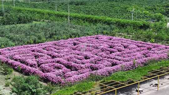 三门峡花海迷宫