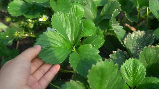 凤梨草莓 草莓 草莓叶 草莓幼苗 植物 水果
