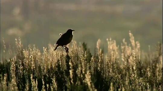 清晨鸟在枝头鸣叫