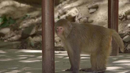 景区森林动物猴子猴子嬉闹视频素材模板下载