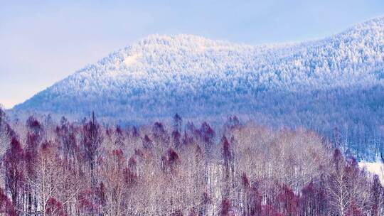 航拍大兴安岭林海雪原雾凇红柳250101-16