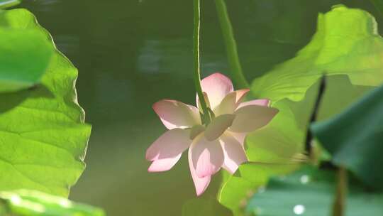 蜻蜓 荷花 升格慢动作 慢镜头