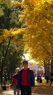 4K实拍北京秋天地坛银杏大道树林和游人竖屏