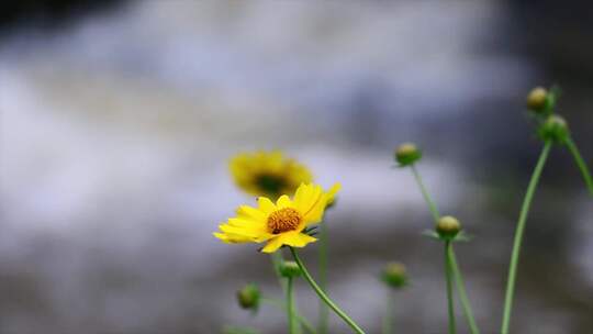 花路边小野花金鸡菊