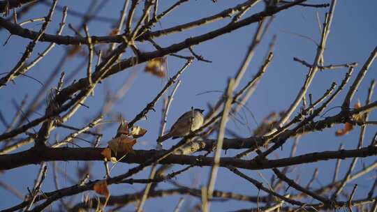 树枝上停留小鸟深秋立冬悲凉凄凉萧瑟