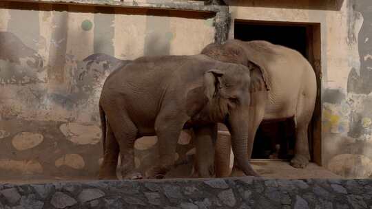 2023广州动物园游览大象视频素材模板下载