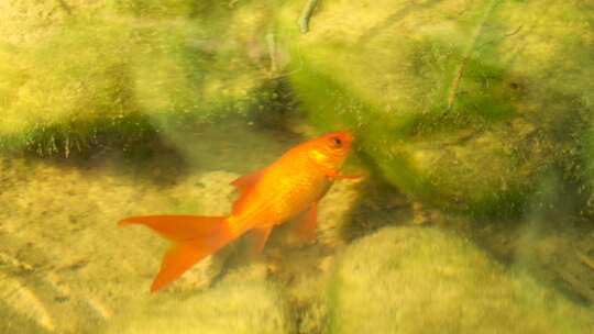 红鲤鱼吃水藻