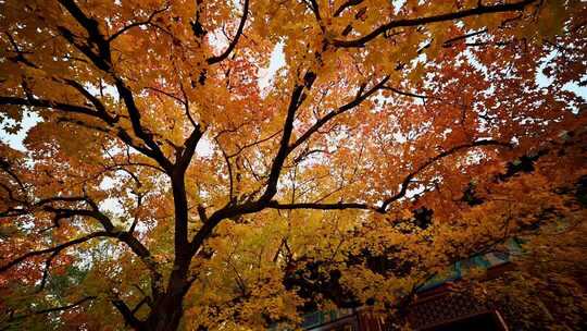 秋日枫叶树自然景观