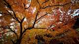 秋日枫叶树自然景观高清在线视频素材下载