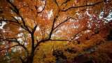秋日枫叶树自然景观高清在线视频素材下载