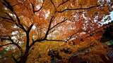 秋日枫叶树自然景观高清在线视频素材下载