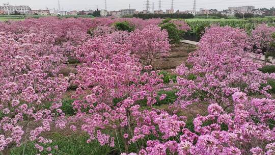 广东省广州市南沙马克村紫花风铃