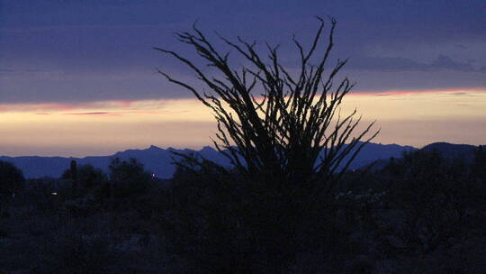 日落后的亚利桑那沙漠景观