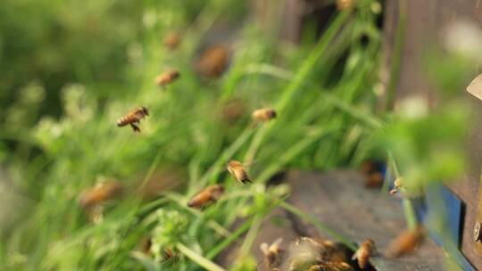 春天的蜜蜂慢镜头