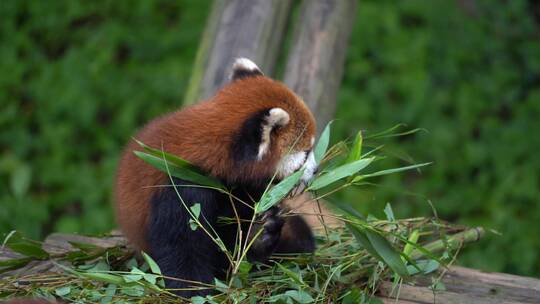 小熊猫吃竹子视频素材模板下载