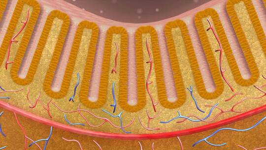消化系统 肠道黏膜 肠上皮细胞粘膜平滑肌