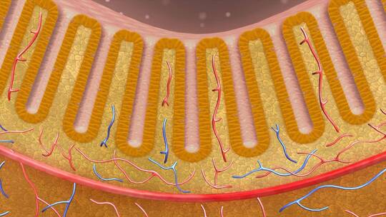 消化系统 肠道黏膜 肠上皮细胞粘膜平滑肌视频素材模板下载