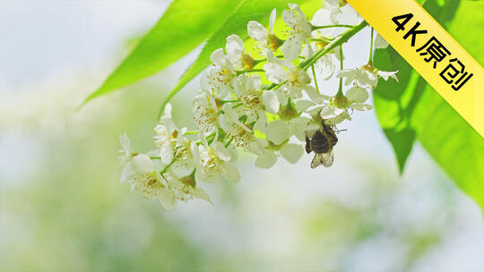 中国东北夏季养殖的蜜蜂