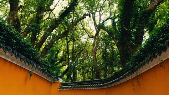 普陀山法雨寺小路