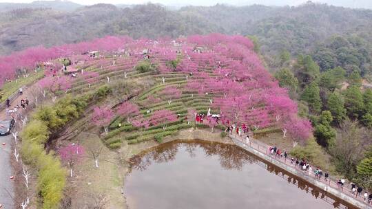 郴州高椅岭景区粉红樱花园航拍2