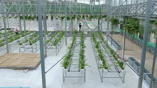 温室大棚内蔬菜种植场景
