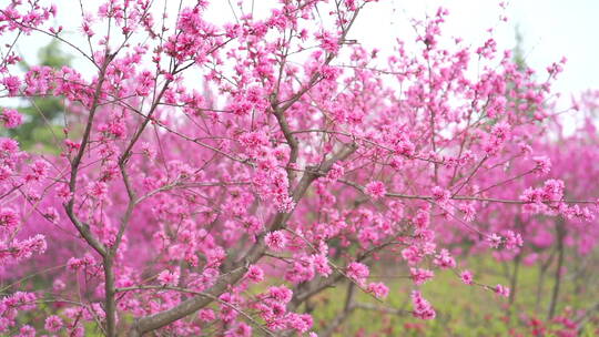 樱花桃花各种花