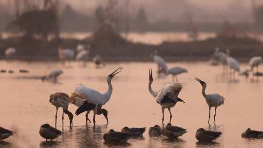 夕阳下的的白鹤、鄱阳湖候鸟视频