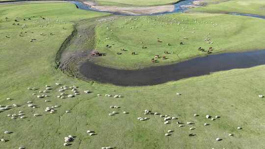 航拍呼伦贝尔草原牧场羊群